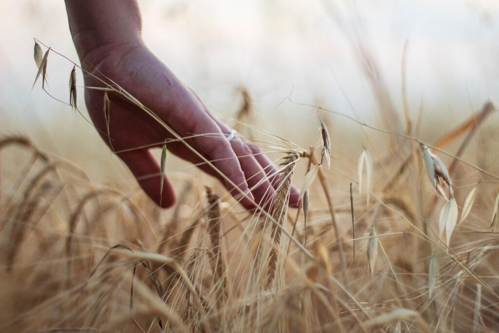 Hand die zachtjes graan aanraakt in een veld, als symbool voor het voelen en herkennen van systemische patronen.